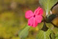 Pink Impatiens flower growing at FraserÃ¢â¬â¢s hill, Malaysia, Asia